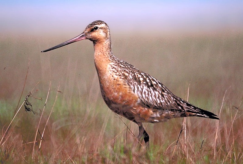 Bar-tailed Godwit (Limosa lapponica) - wiki; DISPLAY FULL IMAGE.