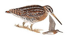 Solitary Snipe (Gallinago solitaria) - wiki; Image ONLY