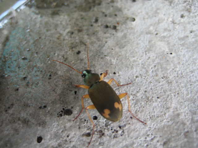 쌍무늬먼지벌레 Chlaenius naeviger (ground beetle); Image ONLY