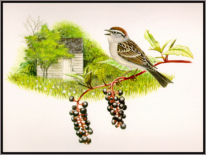 Douglas Pratt - Chipping Sparrow (Art), Spizella passerina; DISPLAY FULL IMAGE.