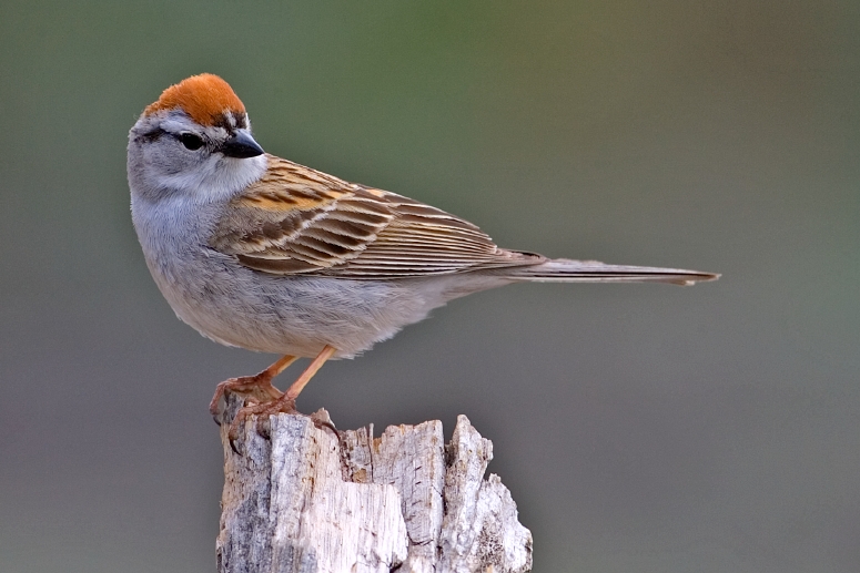 House sparrow - Wikipedia