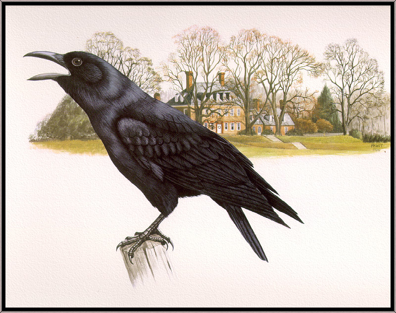 Douglas Pratt - American Crow (Art), Corvus brachyrhynchos; DISPLAY FULL IMAGE.