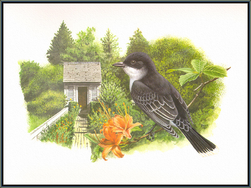 Douglas Pratt -  Eastern Kingbird (Art), Tyrannus tyrannus; DISPLAY FULL IMAGE.