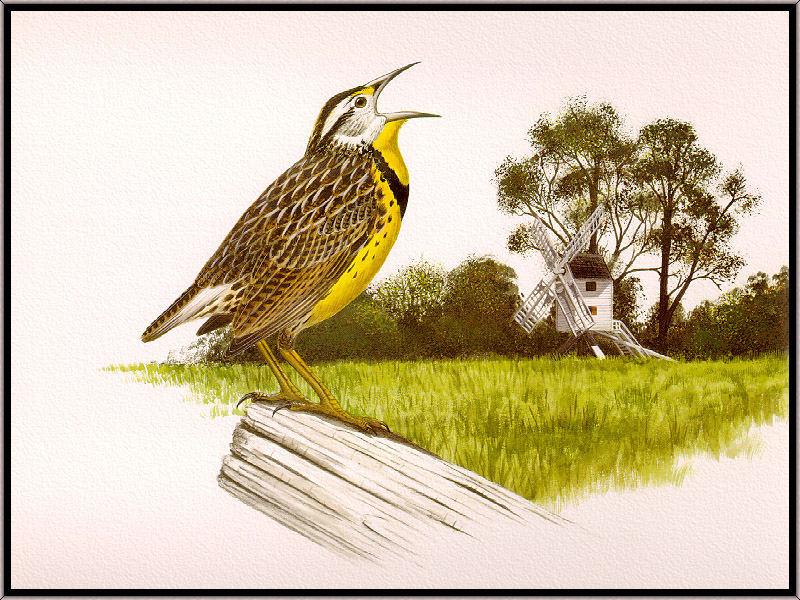 Douglas Pratt -  Eastern Meadowlark (Sturnella magna); DISPLAY FULL IMAGE.