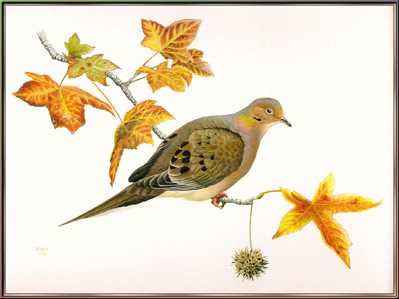 Douglas Pratt - Mourning Dove (Art), Zenaida macroura; DISPLAY FULL IMAGE.