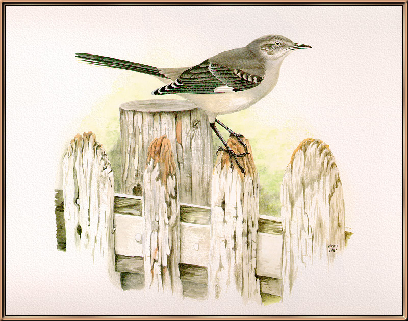 Douglas Pratt - Northern Mockingbird (Art), Mimus polyglottos; DISPLAY FULL IMAGE.