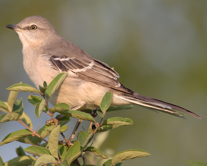 Mockingbird (Family: Mimidae) - wiki; DISPLAY FULL IMAGE.