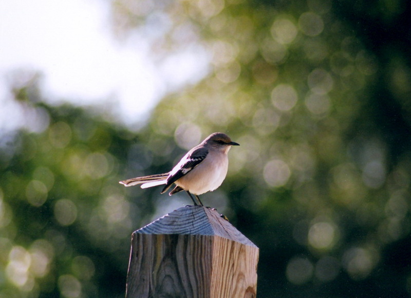 Northern Mockingbird (Mimus polyglottos) - wiki; DISPLAY FULL IMAGE.
