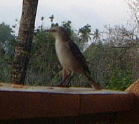 Tropical Mockingbird (Mimus gilvus) - wiki; Image ONLY