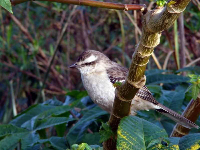 Chalk-browed Mockingbird (Mimus saturninus) - wiki; DISPLAY FULL IMAGE.