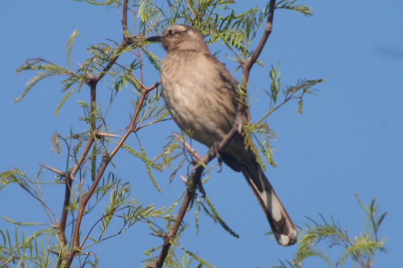 Chilean Mockingbird (Mimus thenca) - wiki; DISPLAY FULL IMAGE.