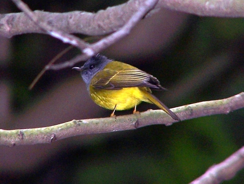 Grey-headed Canary Flycatcher (Culicicapa ceylonensis) - wiki; DISPLAY FULL IMAGE.