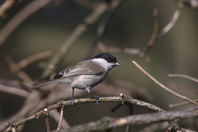 Willow Tit (Poecile montana) - wiki; Image ONLY