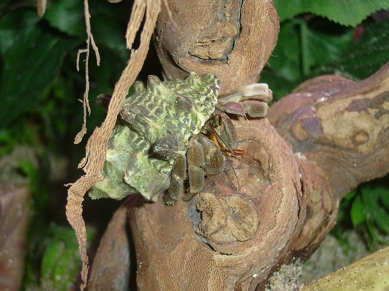 Tawny Hermit Crab (Coenobita rugosus) - Wiki; DISPLAY FULL IMAGE.