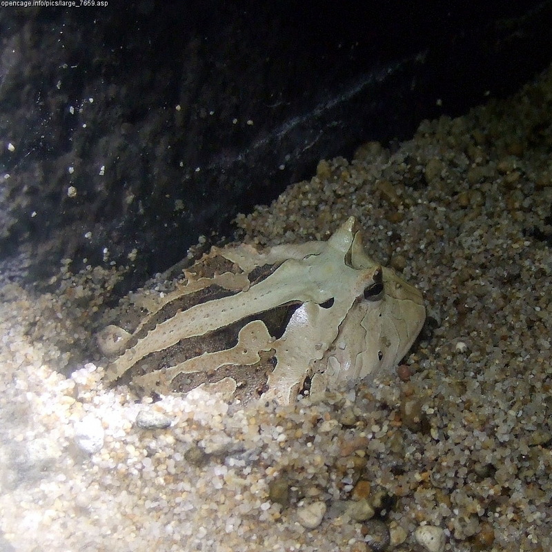Surinam Horned Frog (Ceratophrys cornuta) - Wiki; DISPLAY FULL IMAGE.