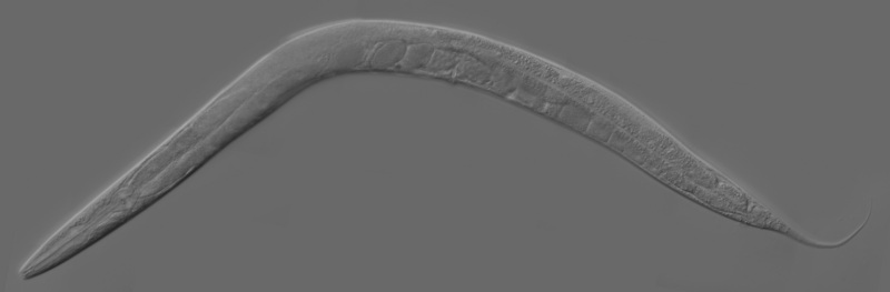 Caenorhabditis elegans - Wiki; DISPLAY FULL IMAGE.