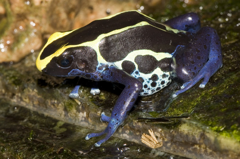 Dyeing Poison Dart Frog (Dendrobates tinctorius); DISPLAY FULL IMAGE.