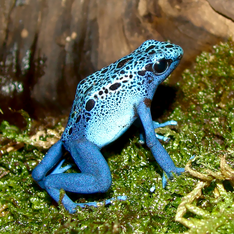 Blue Poison Dart Frog (Dendrobates azureus) - Wiki; DISPLAY FULL IMAGE.
