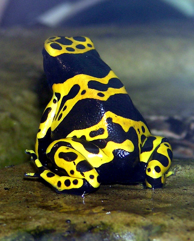 Yellow-banded Poison Dart Frog (Dendrobates leucomelas) - Wiki; Image ONLY