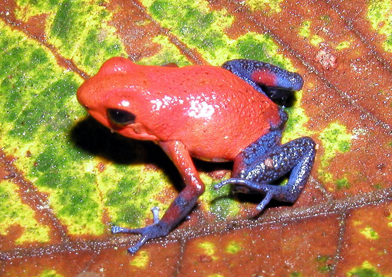 Strawberry Poison Dart Frog (Dendrobates pumilio) - Wiki; DISPLAY FULL IMAGE.