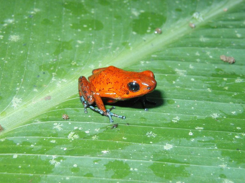Poison Dart Frog (Family: Dendrobatidae, Genus: Dendrobates) - Wiki; DISPLAY FULL IMAGE.