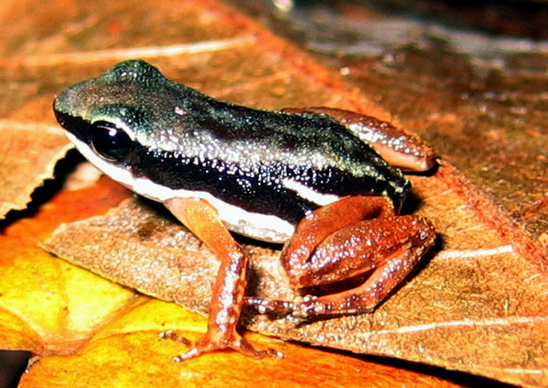 Rainforest Rocket Frog (Colostethus flotator) - Wiki; DISPLAY FULL IMAGE.