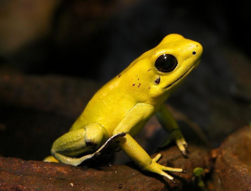 Golden Poison Dart Frog (Phyllobates terribilis) - Wiki; DISPLAY FULL IMAGE.
