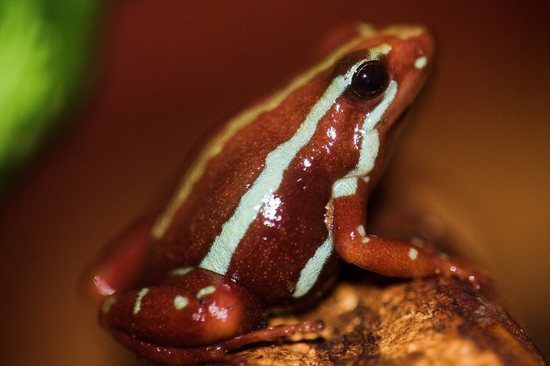 Phantasmal Poison Frog (Epipedobates tricolor) - closeup; DISPLAY FULL IMAGE.