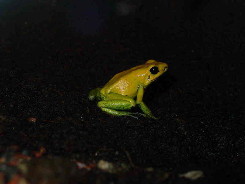 Black-legged Dart Frog (Phyllobates bicolor) - Wiki; DISPLAY FULL IMAGE.
