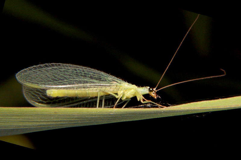 Green Lacewing; DISPLAY FULL IMAGE.