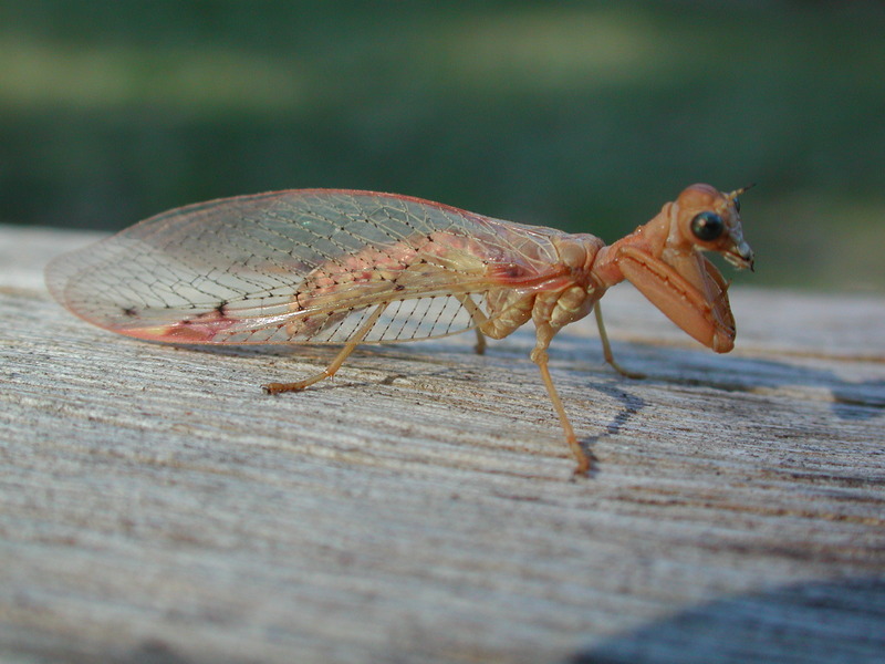 Mantidfly, Mantid Lacewing (Family: Mantispidae) - Wiki; DISPLAY FULL IMAGE.