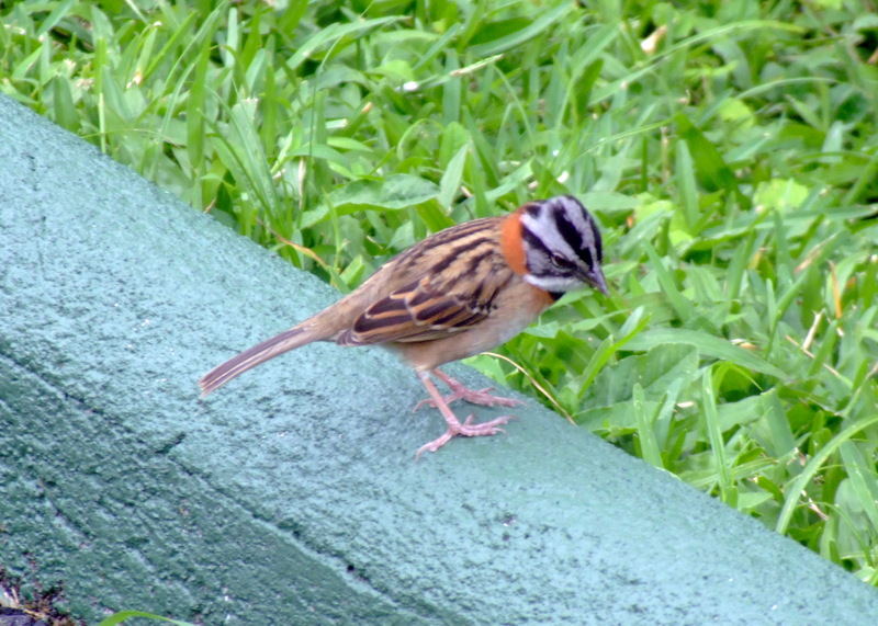 Rufous-collared Sparrow (Zonotrichia capensis) - Wiki; DISPLAY FULL IMAGE.