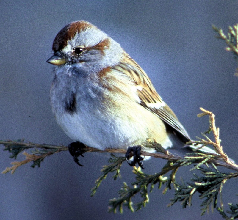 American Sparrow (Family: Emberizidae) - Wiki; DISPLAY FULL IMAGE.