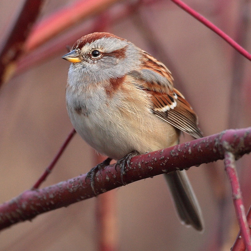 American Tree Sparrow (Spizella arborea) - Wiki; DISPLAY FULL IMAGE.