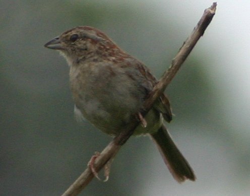 Bachman's Sparrow (Aimophila aestivalis) - Wiki; Image ONLY