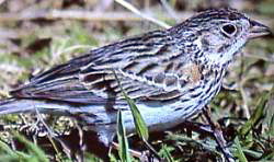Vesper Sparrow (Pooecetes gramineus) - Wiki; Image ONLY