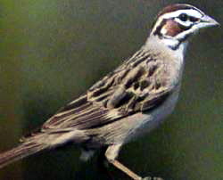 Lark Sparrow (Chondestes grammacus) - Wiki; Image ONLY