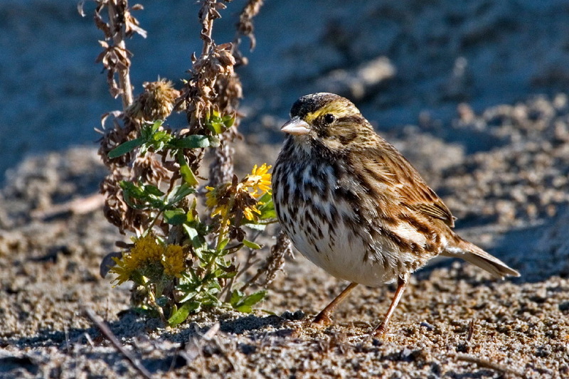Savannah Sparrow (Passerculus sandwichensis) - Wiki; DISPLAY FULL IMAGE.