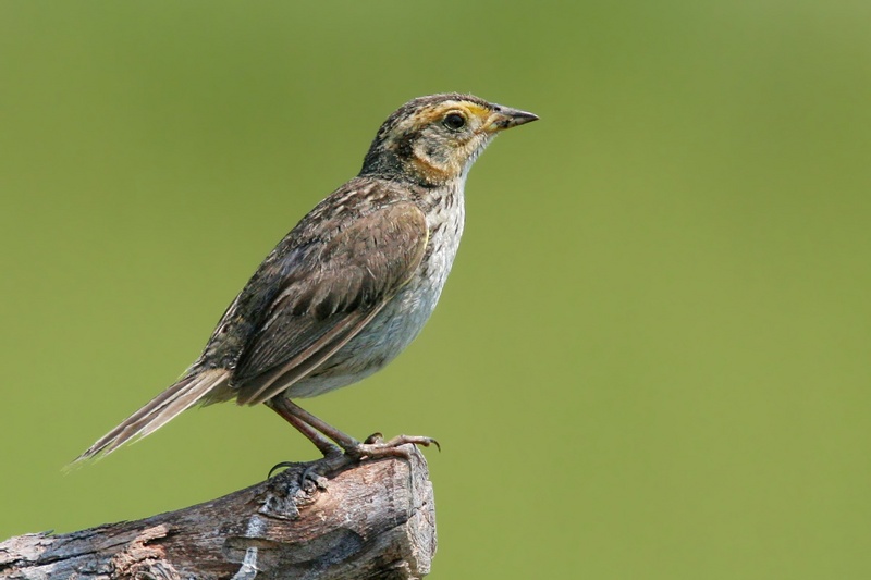 Saltmarsh Sharp-tailed Sparrow (Ammodramus caudacutus) - Wiki; DISPLAY FULL IMAGE.