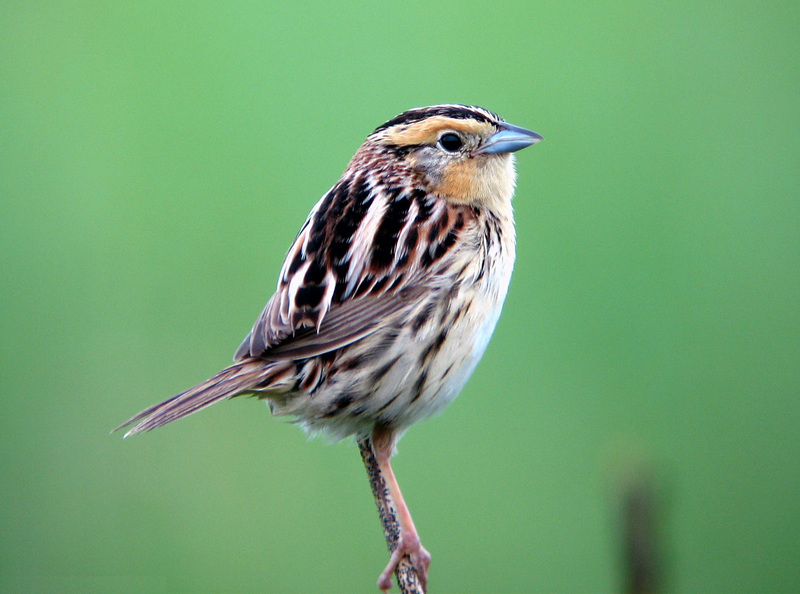 Le Conte's Sparrow (Ammodramus leconteii) - Wiki; DISPLAY FULL IMAGE.