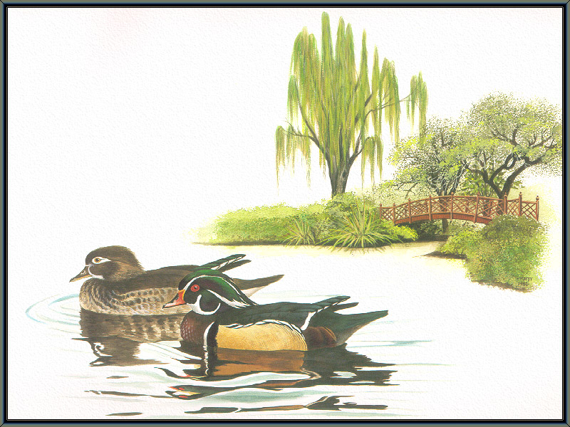Douglas Pratt - Wood Ducks (Art), Aix sponsa; DISPLAY FULL IMAGE.