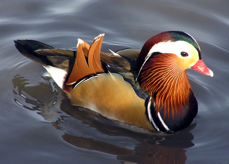 Mandarin Duck (Aix galericulata) - Wiki; DISPLAY FULL IMAGE.