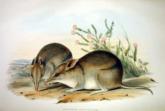 Western Barred Bandicoot (Perameles bougainville) - Wiki; Image ONLY