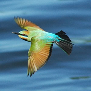 Rainbow Bee-eater (Merops ornatus) - Wiki; Image ONLY