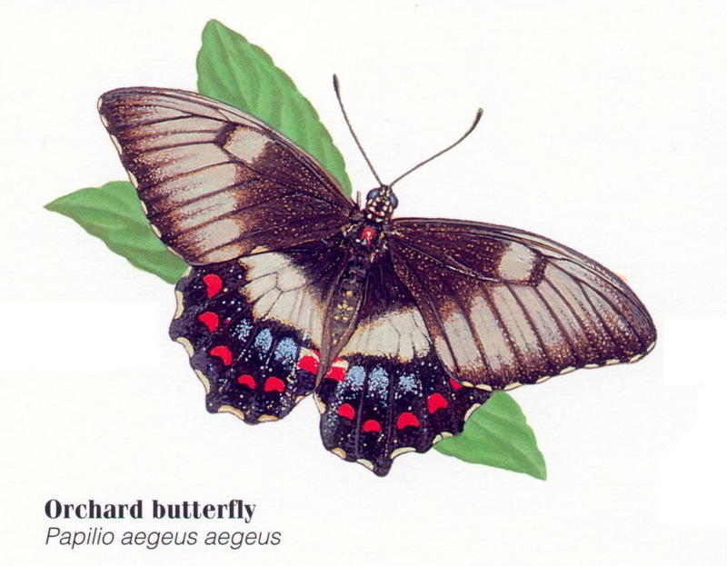 Orchard Swallowtail Butterfly (Papilio aegeus); DISPLAY FULL IMAGE.