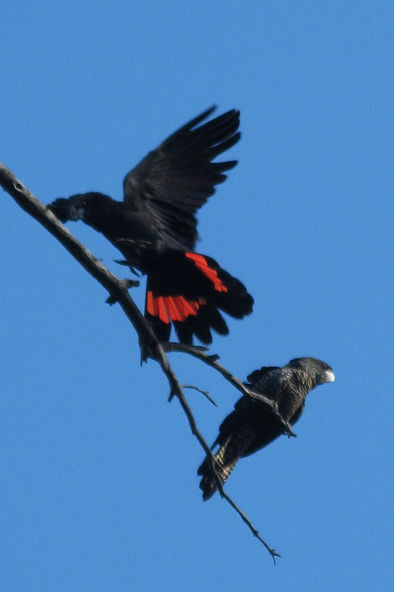 Red-tailed Black Cockatoo (Calyptorhynchus banksii) pair; DISPLAY FULL IMAGE.