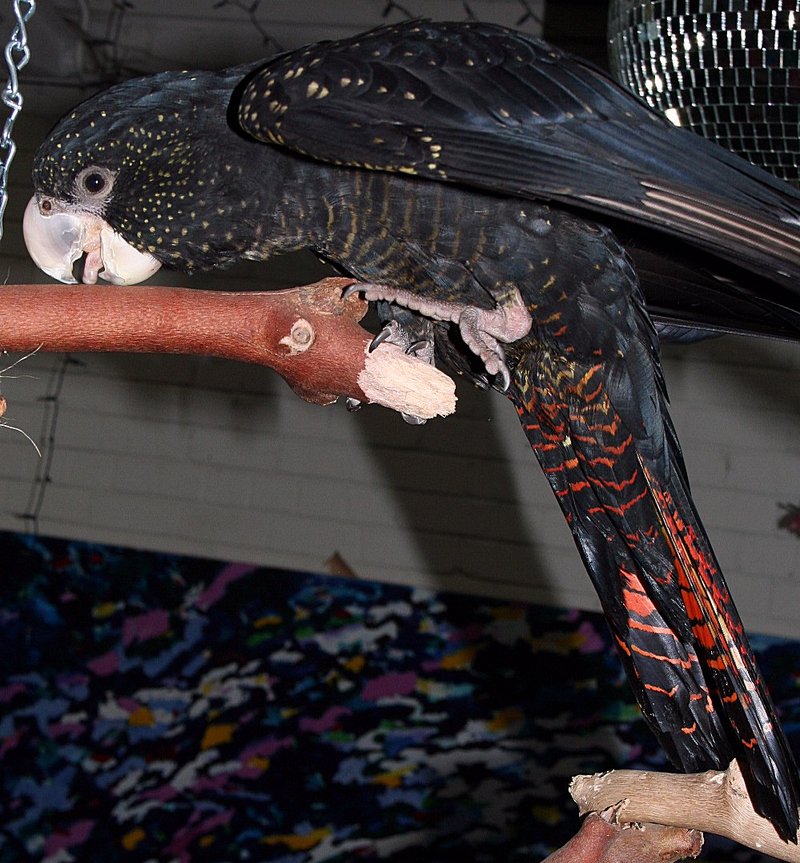 Red-tailed Black Cockatoo (Calyptorhynchus banksii) pet female; DISPLAY FULL IMAGE.