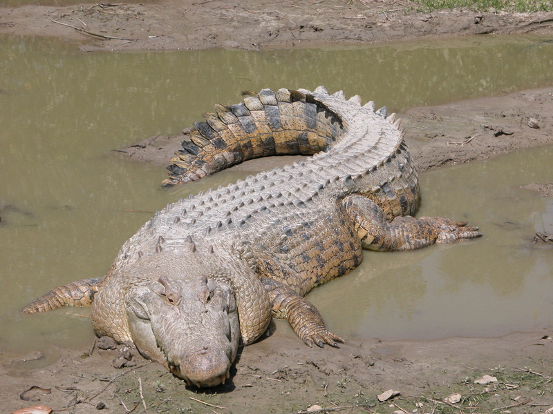 Saltwater Crocodile (Crocodylus porosus) - Wiki; DISPLAY FULL IMAGE.