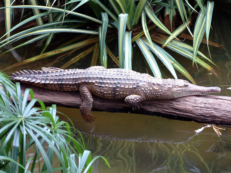 Freshwater Crocodile,Johnston's Crocodile (Crocodylus johnstoni) - Wiki; DISPLAY FULL IMAGE.