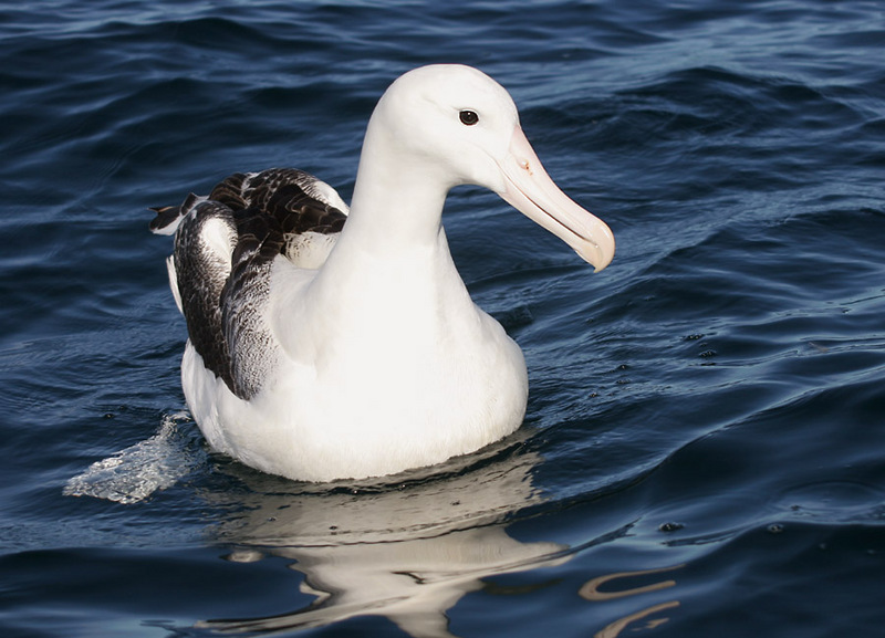 Southern Royal Albatross (Diomedea epomophora) - Wiki; DISPLAY FULL IMAGE.